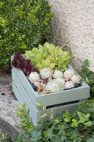 Succulents in painted recycled wooden crate