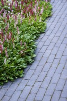 Persicaria affinis 'Donald Lowndes' in July beside a path of Lucca brick pavers made by Chelmer Valley