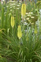 Kniphofia 'Percy's Pride' - red-hot poker