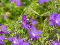 Bee on hardy geranium - Geranium Brookside