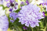 Callistephus 'Light Blue' in a floral arrangement