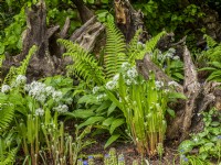 Allium ursinum - Wild garlic growing in shade with ferns.