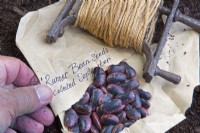 Runner Bean Seeds collected for planting