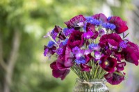 Arrangement of Lathyrus 'Beaujolais' - Sweet Pea,  Papaver somniferum 'Laurens Grape' - Poppy, Centaurea cyanus - Cornflower, Verbena rigida 'Santos', Agrostemma githago - Corn-cockle in a glass vase