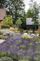 Mass planting of Lavandula angustifolia 'Hidcote' in a contemporary garden in July