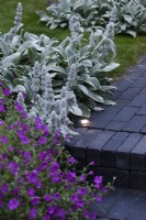 Steps and path of Lucca brick pavers made by Chelmer Valley, inset with lights and softened with Stachys byzantina 'Silver Carpet' in July