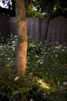 Light illuminating the trunk of a tree in an area of meadow planting in July