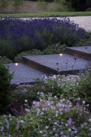 Contemporary garden at dusk with lights inset into steps of Lucca brick pavers surrounded by purple and pink planting of lavender, salvias and geraniums in July