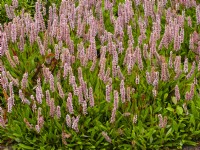 Persicaria affinis Donald Lowndes  early September