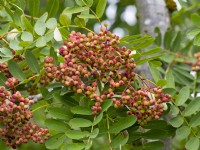 Sorbus muliensis berries in Early September