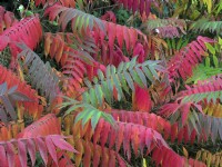 Rhus typhina Staghorn sumac in October Autumn