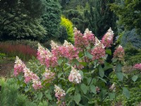 Hydrangea paniculata 'Pinky Winky' September