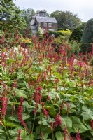Persicaria amplexicaulia 'Taurus' in front of large sloping garden