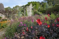 Late summer planting in walled garden, with Dahlia 'Bishop of Llandaff' and grasses. Ruin clothed in climbers.