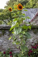 Heloianthus annua, Sunflower, growing in walled garden