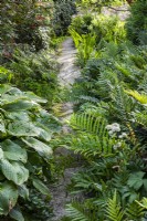 Blechnum chilense and Hosta line paved path in shady garden border