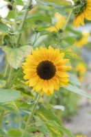 Helianthus Copper Queen F1 - Sunflower