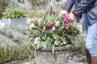 Deadheading Hyacinthus - Hyacinths in large container