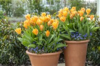 Containers with Tulipa 'Brilliant Orange' underplanted with Myosotis 'Bluesylva' bedding.
