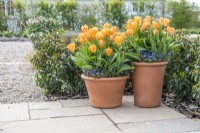 Containers with Tulipa 'Brilliant Orange' underplanted with Myosotis 'Bluesylva' bedding.
