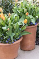 Containers with Tulipa 'Brilliant Orange' underplanted with Myosotis 'Bluesylva' bedding.