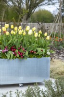  Modern galvanised container on wheels planted with Tulipa 'Grand Perfection', 'Ivory Floradale' and underplanted with Bellis perennis 'Carpet'.