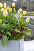 Modern galvanised container on wheels planted with Tulipa 'Grand Perfection', 'Ivory Floradale' and underplanted with Bellis perennis 'Carpet'.