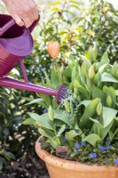 Watering containers with Tulipa 'Brilliant Orange' underplanted with Myosotis 'Bluesylva' bedding.