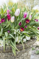 Container with mixed planting of Tulipa 'Flaming Flag', 'Persian Pearl', Hyacinthus 'Pink Pearl' and white Viola