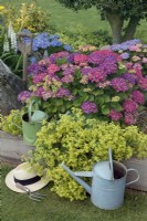 Hydrangeas with  Alchemilla mollis  Ladies mantle and watering cans  in garden border July Summer