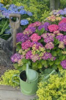 Hydrangeas with  Alchemilla mollis Ladies mantle and watering cans  in garden border July Summer