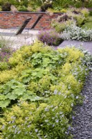 Edging of Viola 'Boughton Blue' with Alchemilla mollis in July
