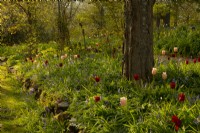 A raised border of Tulipa 'Apeldorn', Tulipa 'Apricot Pride' and Hyacinthoides non scripta -English Bluebells
