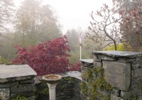 Acer palmatum 'Garnet' next to a stone wall on a misty morning at High Moss