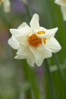 Clsoe-up of Narcissus 'Repleat' with cream petals and orange centre