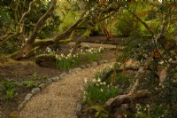 Stone edged gravel paths through borders of Narcissus and Berberis trigona underneath Rhododendron branches.