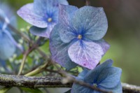 Blue Hydrangea macrophylla 'Blaumeise' flowers.