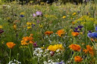 Annual cut flower meadow splecked with Calendula officinalis - Marigolds and Foeniculum vulgare - Fennel, at the Southwold Flower Farm.