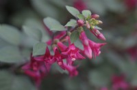 Fuchsia 'Sparky' - Triphylla hybrid fuchsia