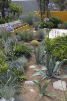 Drought tolerant plants - Agave, Echinocatus, Festuca - with blue agapanthus - Santa Rita 'Living La Vida 120' Garden, RHS Hampton Court Palace Flower Show 2018