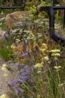 M and G show garden transforms an urban space into an oasis.  Plants include: Aster sedifolius Nana, Pennisetum alopecuroides 'Cassian's Choice' and Patrinia punctiflora. Designer: Harris Bugg Studio. Sponsor: M and G