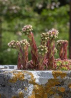 Sempervivum plants flowering in concrete pot