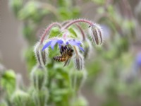 Bee feeding on borage flower