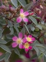 Rosa glauca with flower and hips