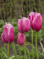 Tulipa 'Grand Cru Vacqueras'