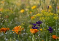 Annual cut flower meadow dotted with Calendula officinalis - Marigolds and Foeniculum vulgare - Fennel, at the Southwold Flower Farm.