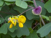 Amicia zygomeris - Yoke-leaved amicia  Yellow flowers in Mid September
