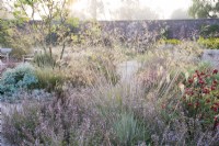 View of the Mediterranean area, in Autumn, in the contemporary walled Paradise Garden. Planting includes Rosa Glauca, Stipa gigantea, Calamintha nepeta 'Blue Cloud' and Cotinus 'Flame'