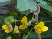 Amicia zygomeris - Yoke-leaved amicia  Yellow flowers in Mid September