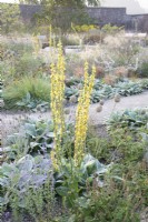 View of the Mediterranean area in the contemporary walled Paradise Garden, in Autumn. Planting includes  Verbascum, Stachys byzantina â€˜Big Earsâ€™ and Allium sphaerocephalon 